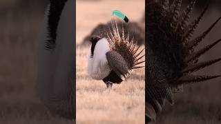 The Secret Life of Sage Grouse Habitat Behavior amp More shorts birds dance viral [upl. by Aveneg]