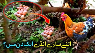 Desi Murghi Farm 500 Adult Hen Farm in Pakistan goldenchicken [upl. by Lahcsap]