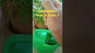 limone limoni gestione piante vasi youtubeshortsyoutubevideo [upl. by Troxell]