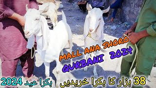 Sialkot Bakra Mandi 2024  Bakra Mandi Latest Rates Update 2024  Heavy Weight Bakra mandi 2024 [upl. by Sansone]