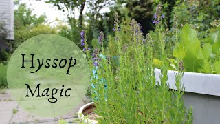 The Magic of Hyssop [upl. by Ennaul]