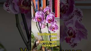 данапротасова orchideenpflege орхидеи orchideen зебо орхидеибабочки [upl. by Wanfried]