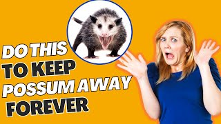 How To Scare Possums Away From Your House Easiest Ways [upl. by Damour]