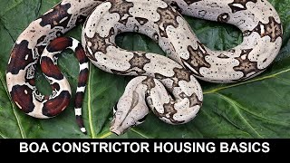 Boa Constrictor Housing Basics [upl. by Yreva]