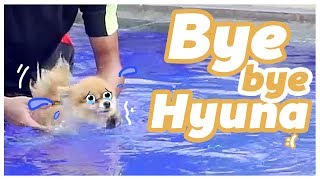 BABY EL vs HYUNA DOGGIE Wkwkwkwk [upl. by Tarazi]