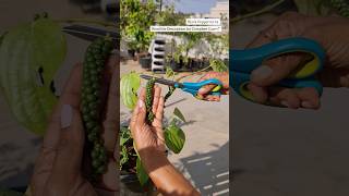 Harvesting Black Peppercorns⚫️ terracegarden shorts youtubeshorts [upl. by Isaak]