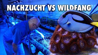 Nachzucht vs Wildfang  Das ist meine Meinung [upl. by Popper910]