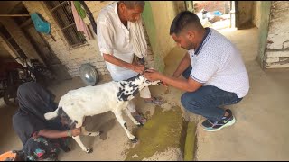 Ruminal acidity in goat  Bakre Ke pet Mai Pani Bol raha hai  Acidosis ka illaj fayeemvlogs [upl. by Maribelle]