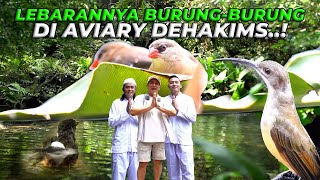 BUKTI KALO KOLAM DAN SUNGAI DI AVIARY MENJADI SUMBER KEHIDUPAN EKOSISTEM AVIARY [upl. by Enilarak]