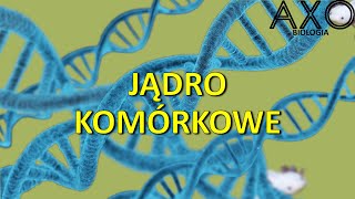 8 Jądro komórkowe [upl. by Oitaroh]