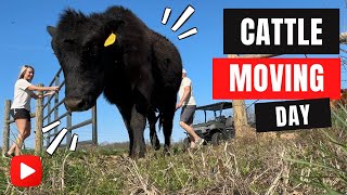 Cattle Moving Day  Mushroom Picking  Midwest Homesteading [upl. by Edlin382]