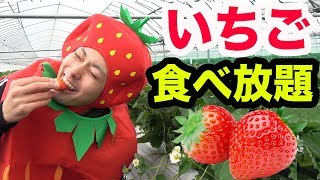 【食べ放題】いちご狩り60分間で余裕で100個食べられるんじゃね！？ [upl. by Ternan]