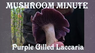 Identifying The Purple Gilled Laccaria [upl. by Enaywd100]