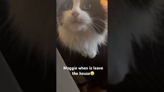 Moggie in distress because I stepped outside Hers was such a special love 😿 cats catvideos [upl. by Ciri]