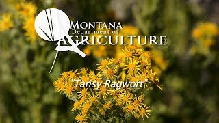 Noxious Weed Videos Vol 3 5 Tansy Ragwort [upl. by Ecerehs]