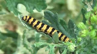 Caterpillar Update July and Zephirine Drouhin [upl. by Ally]