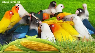 Lovebirds vs 🌽 birds pets parrot lovebird animals lovesymbols [upl. by Odyssey]