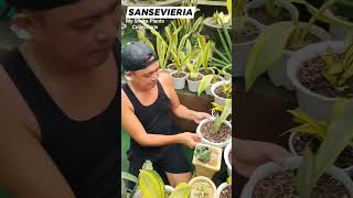 Super Beautiful Variegated Sansevieria Snake Plants Collections plants hermiesonajo shorts fyp [upl. by Chaney113]