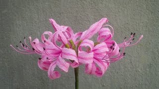 ABC TV  How To Make Nerine Lily Paper Flowers From Crepe Paper  Craft Tutorial [upl. by Aaron]