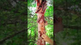 peel the bark from the tree trunk shorts [upl. by Notle]