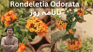 Rondeletia Odorata  Panama Rose  How to Grow Care of Rondeletia Plant  Permanent Flowering Plant [upl. by Trueblood286]