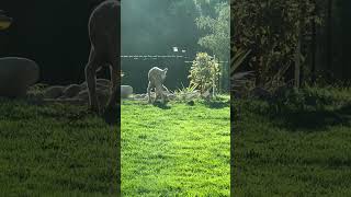 Doberman haunted a gopher family but the lawn is completely destroyed see full 5 mins video please [upl. by Aman717]