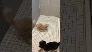 Puppies really love their shower time 😅🐶🐾❤️ [upl. by Bein]