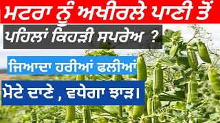 ਮਟਰਾ ਦੀਆਂ ਹਰੀਆਂ ਫਲੀਆਂ ਮੋਟੇ ਦਾਣੇ farming calcium fungicide punjabi agriculture [upl. by Natsyrk]