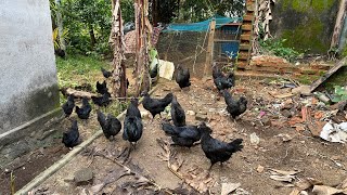 ഇതാണ് ഒറിജിനൽ കരിങ്കോഴി പറ്റിക്കപ്പെടാതെ സൂക്ഷിക്കുക Naadankozhi karinkozhi [upl. by Arakawa994]