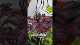 Episcia varieties for sale whatsapp status  golden sparrow plants gardening episcia flowers [upl. by Scherman]