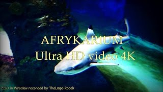 AFRYKARIUM  ZOO in Wrocław  Ultra HD video 4K [upl. by Hteb]