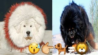 tibetian mastiff dog facts in hindi [upl. by Colner]