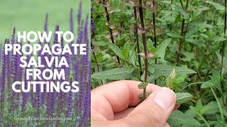 How to Propagate SALVIA Deadhead Salvia Salvia nemorosa and Prune Salvia [upl. by Zsolway950]