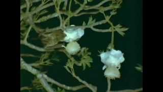 pollination of baobab flowers by bats [upl. by Louie]