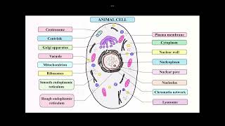 Animal Cell and Plant Cell Diagrams and Differences [upl. by Kerat]