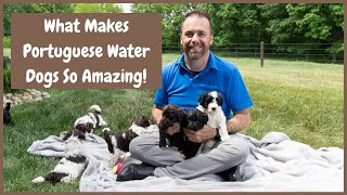 What Makes The Portuguese Water Dog Such a Great Breed [upl. by Koralle]