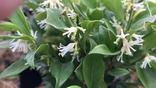 Sarcococca humilis [upl. by Rowan]