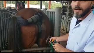 TDE Inseminação artificial de bovinos equinos e caprinos [upl. by Digdirb]