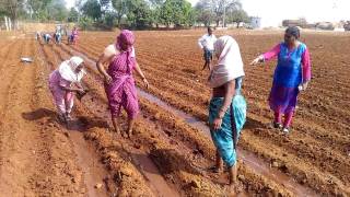 Palmarosa CN5 Cultivation in Karnataka [upl. by Hembree]