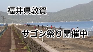 福井県敦賀のサゴシ祭りに行ってきました。夕マヅメ中心にサゴシが釣れています [upl. by Kennard891]