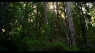 REDWOOD NATIONAL PARK IN 4K Ultra HD [upl. by Isabeau]