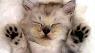 10 cutest cats ever  2012 collection [upl. by Newbill]