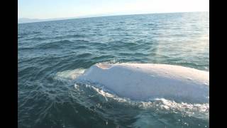 Migaloo the White Whale Encounter [upl. by Chouest164]