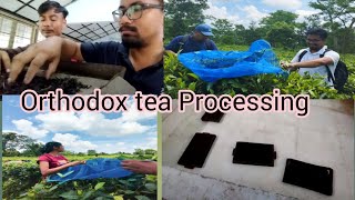 Orthodox tea processingTocklai Tea Research Association Jorhat Gayatri Gogoi [upl. by Ettegroeg]