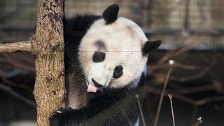 Smithsonian National Zoo Panda Cam [upl. by Saied916]