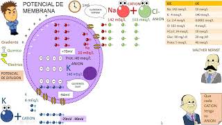 FISIOLOGIA Clase3 Potencial de Membrana Ecuacion de Nernst y Goldman [upl. by Sower]