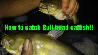 How to catch Bullhead Catfish Rigs Tips and Techniques [upl. by Tahpos829]