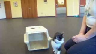 Steps for Teaching a cat to go into a carrier [upl. by Nywrad]