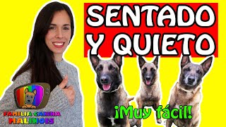 CÓMO ENSEÑAR a un PERRO a SENTARSE y ESTAR QUIETO  Adiestramiento Canino en Obediencia [upl. by Leone]