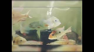 Geophagus Family with Macaw Cichlid [upl. by Alywt]